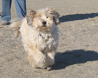 Tilly on the beach