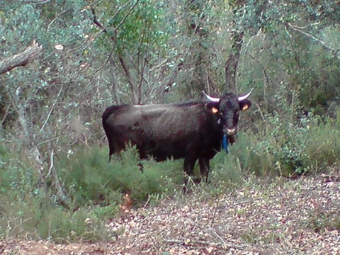 Mountain cow